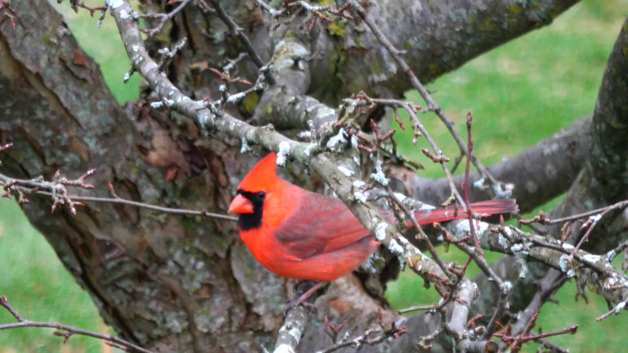Cardinal3.JPG