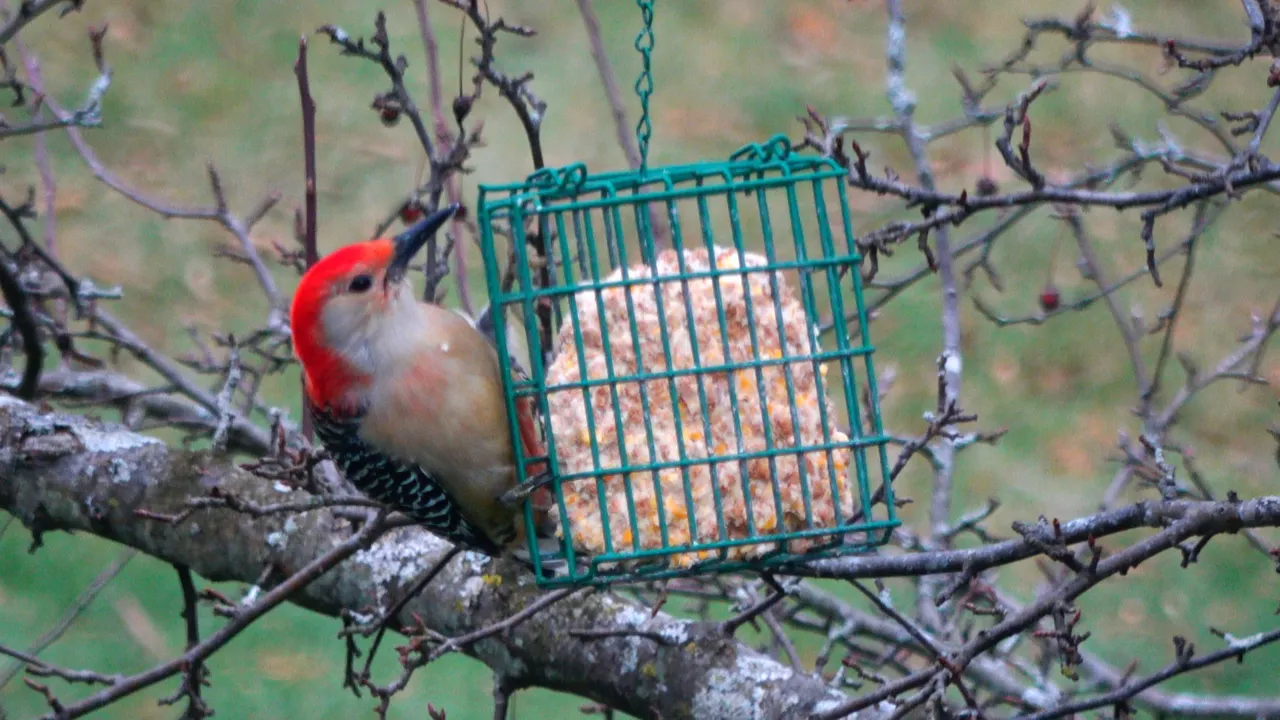 Woodpecker2.JPG