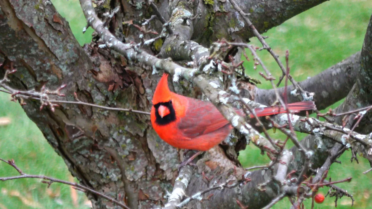 Cardinal5.JPG