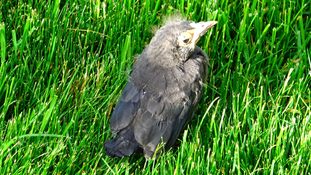 Starling-Young2.JPG