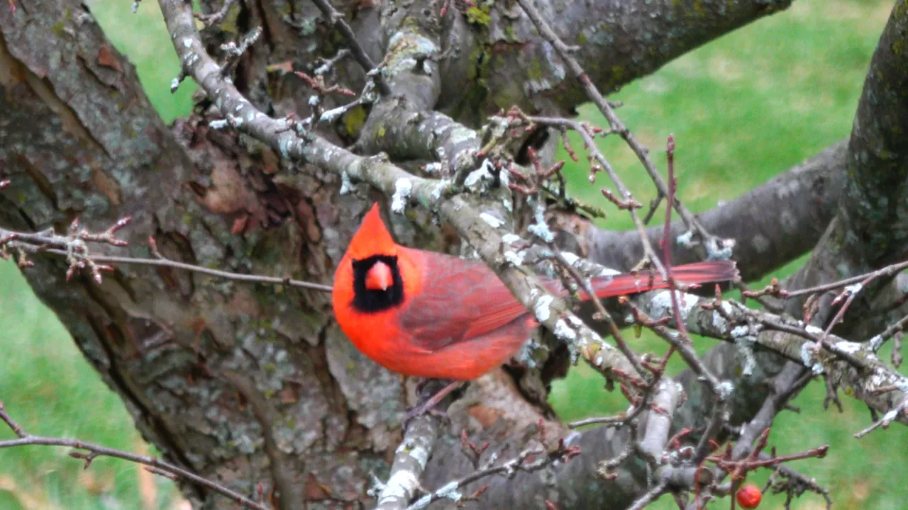 Cardinal4.JPG