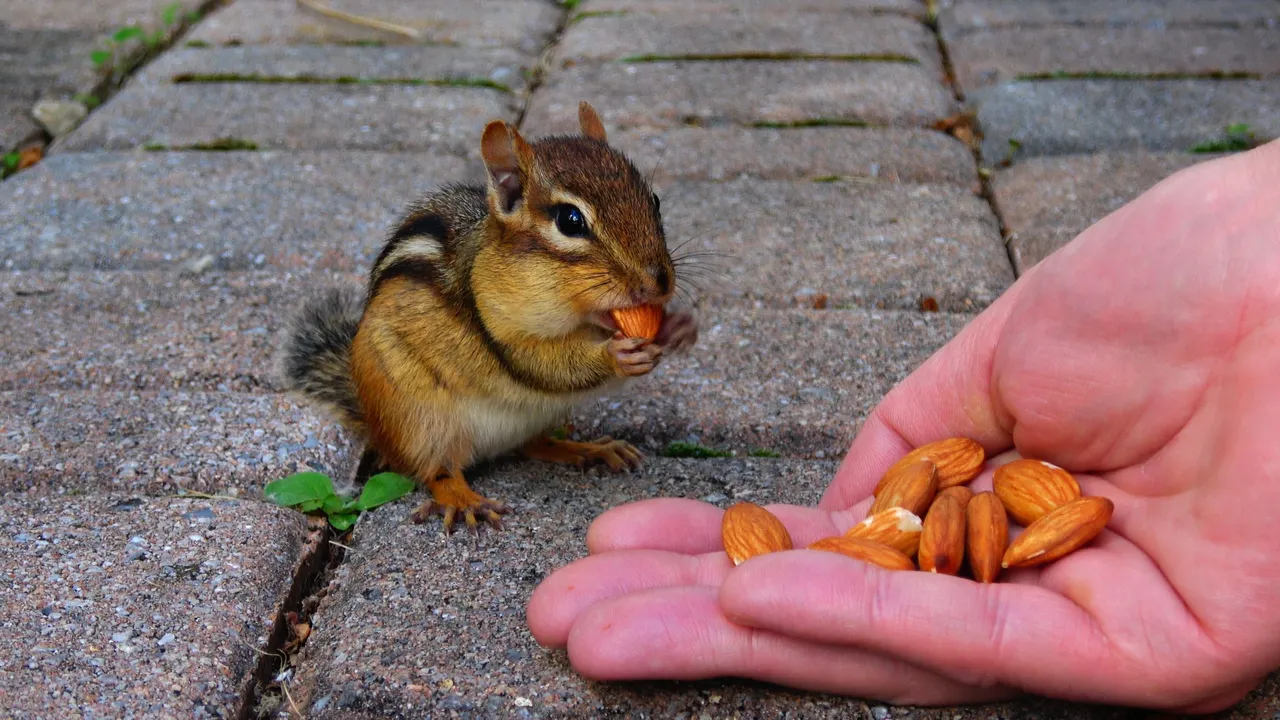 Chipmunk18.JPG