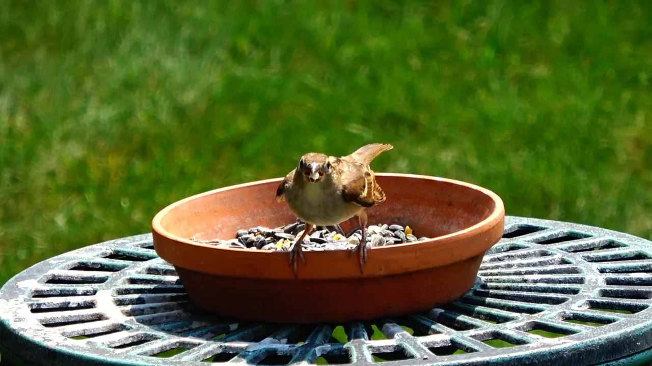 BirdFeeder16.JPG