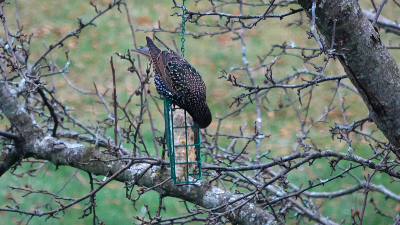 Starling1.JPG