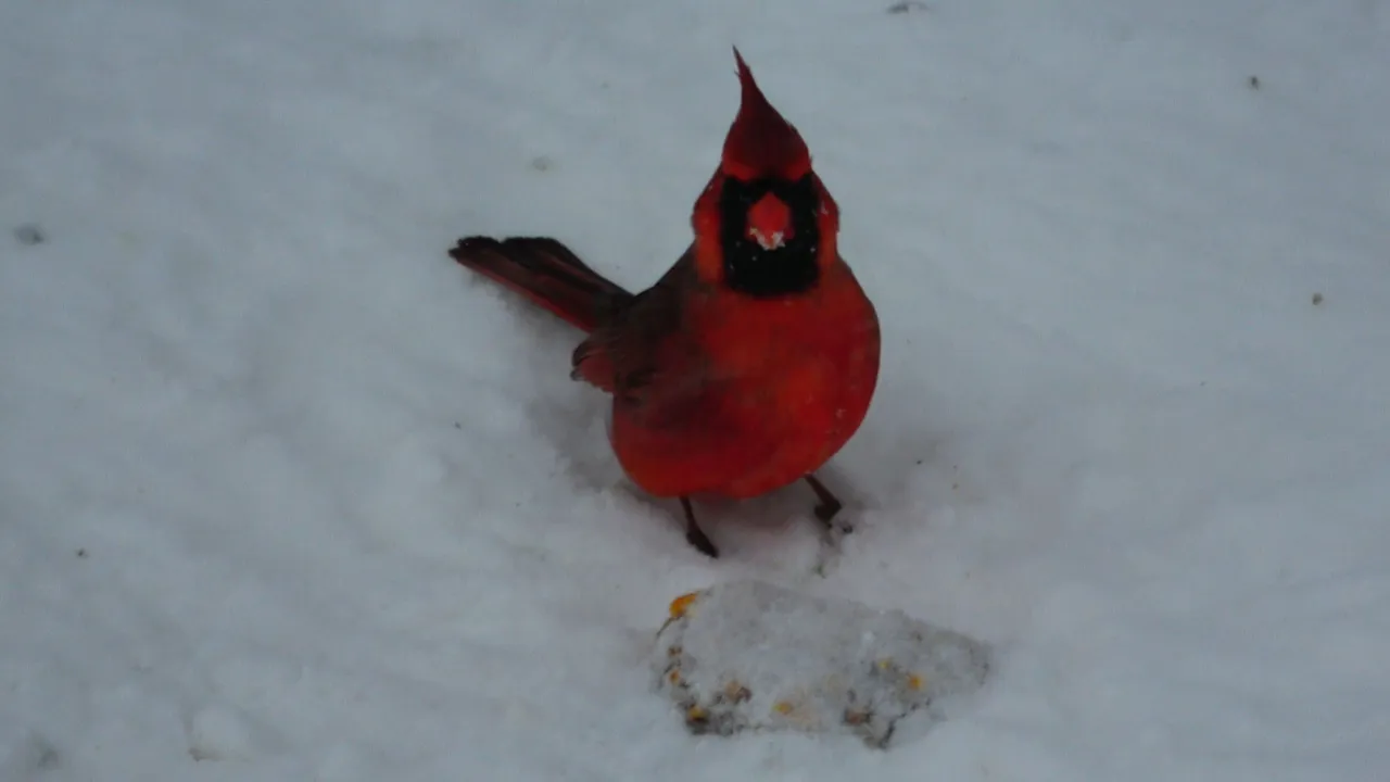 Cardinal2.JPG