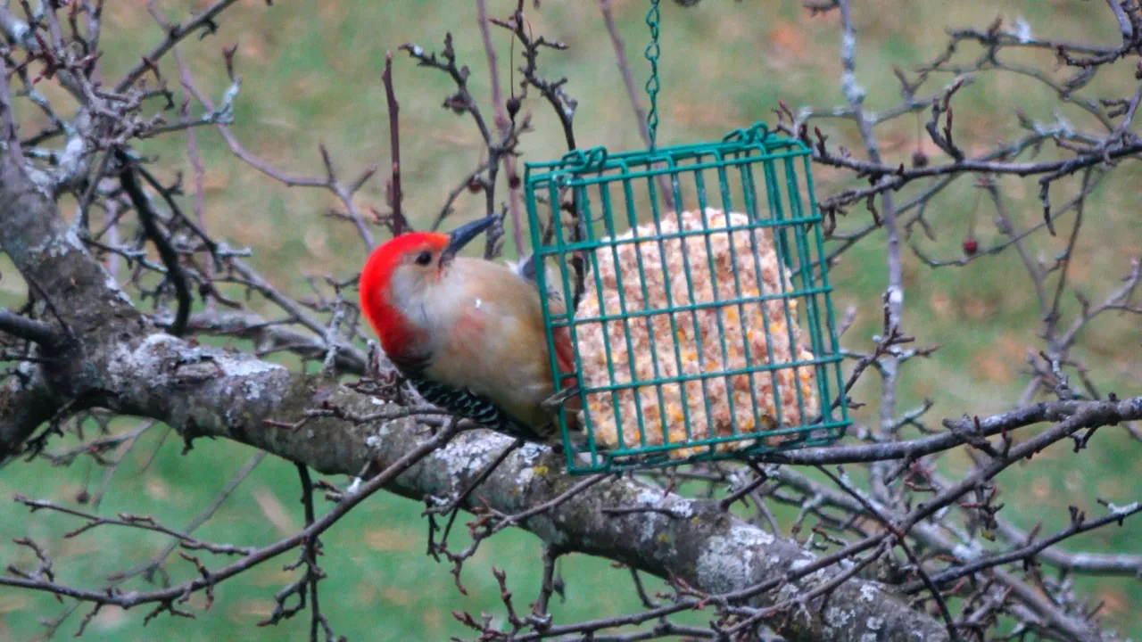 Woodpecker1.JPG