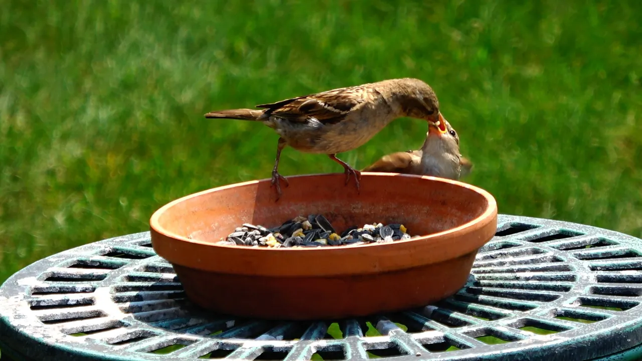 BirdFeeder13.JPG