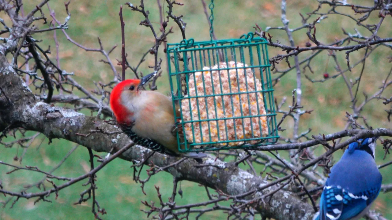 Woodpecker3.JPG