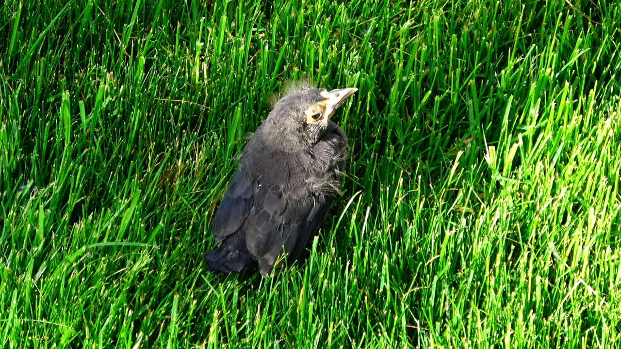 Starling-Young3.JPG