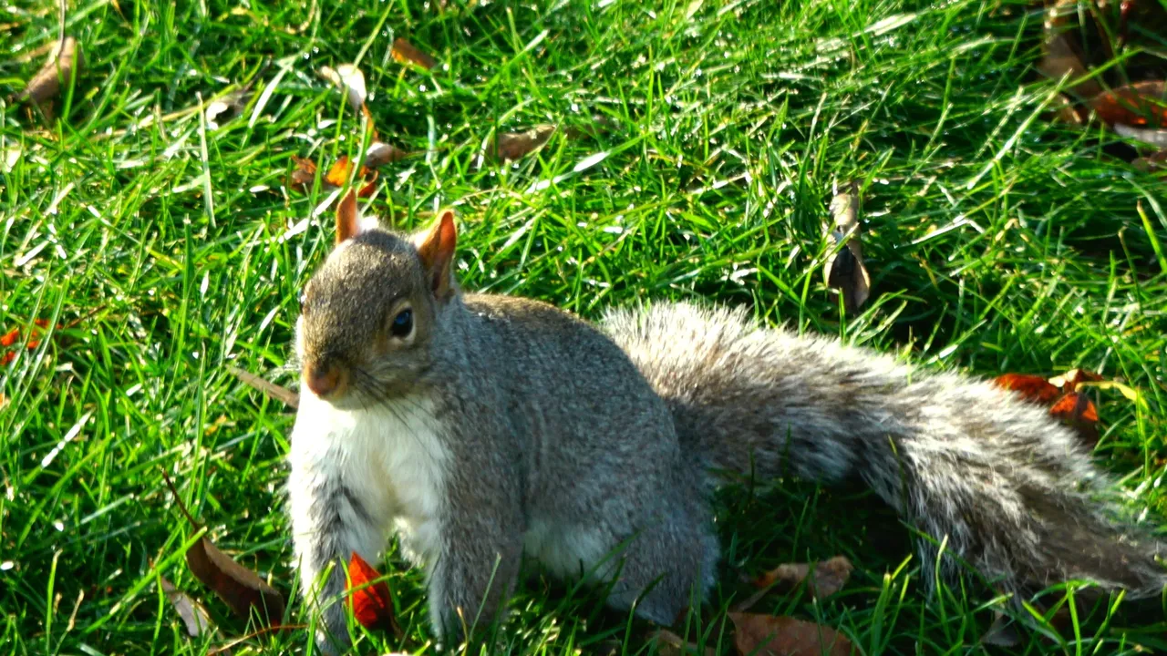 Squirrel2.JPG