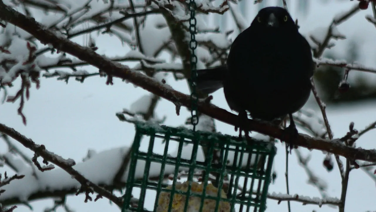 CommonGrackle3.JPG
