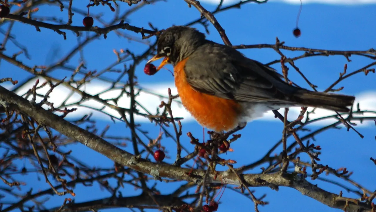 Robin9.JPG
