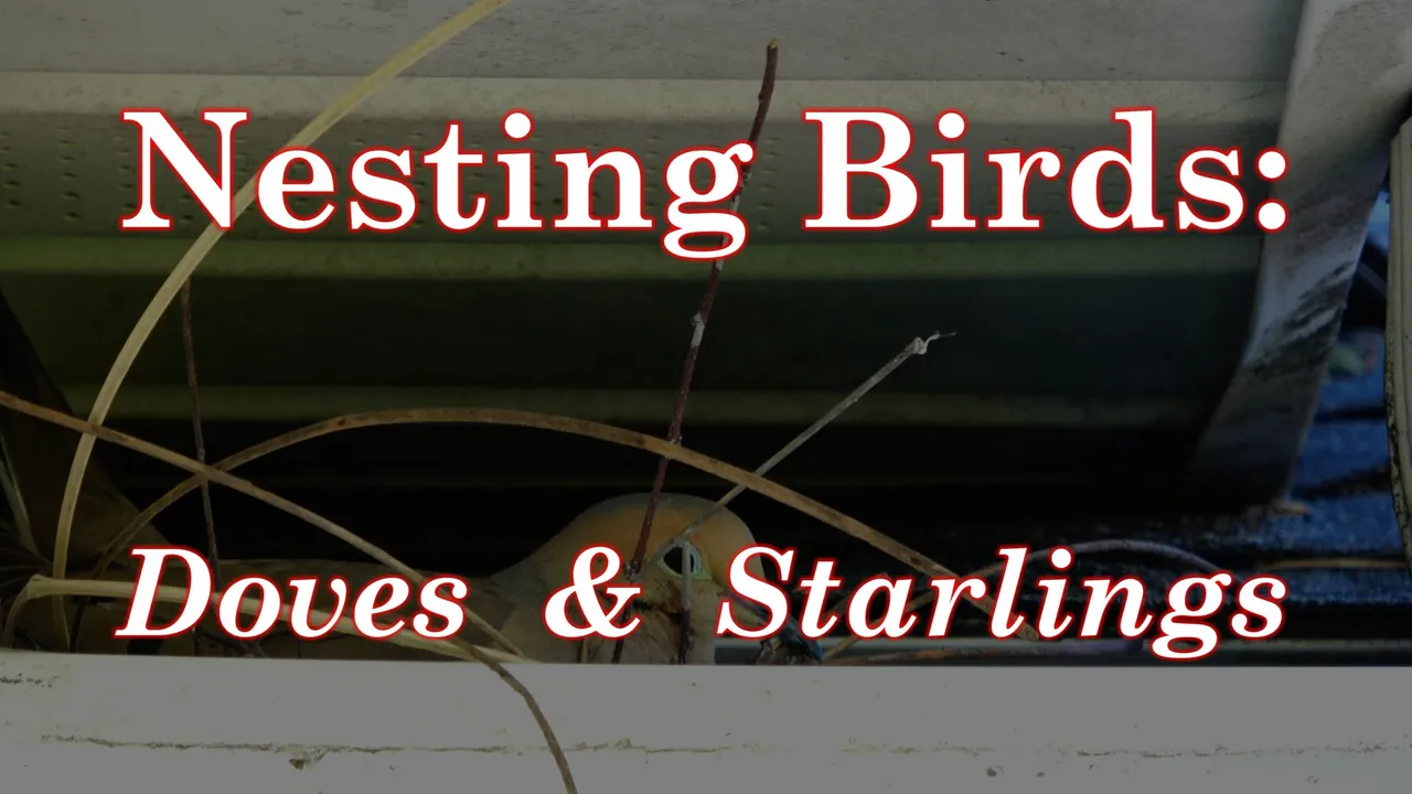 Nesting-Title.JPG