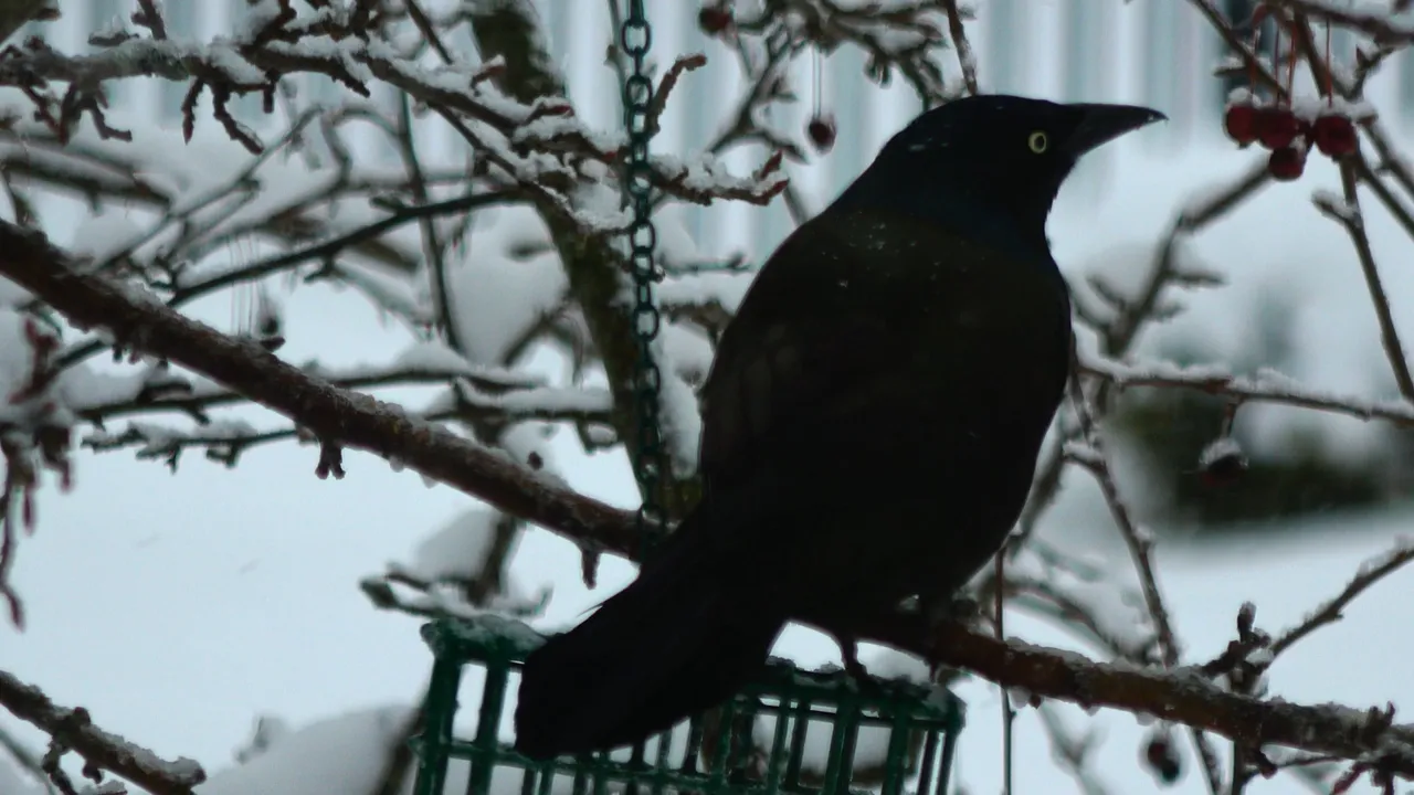 CommonGrackle1.JPG