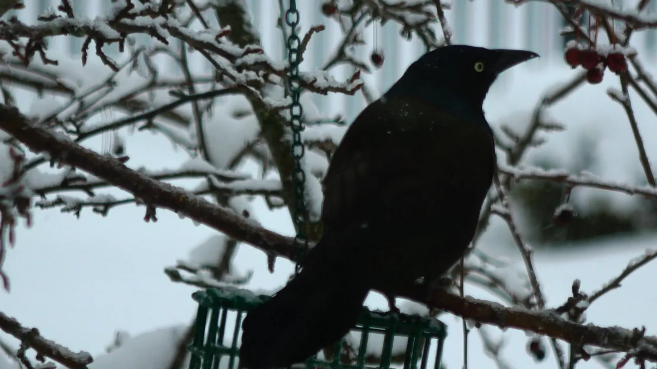 CommonGrackle2.JPG