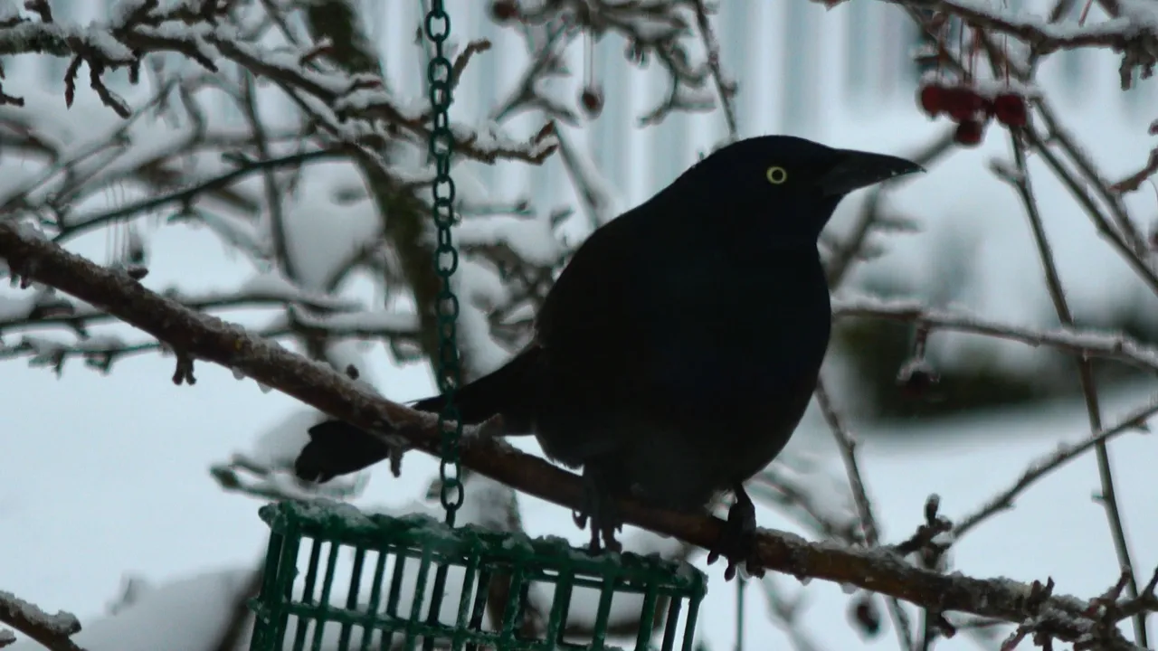 CommonGrackle5.JPG