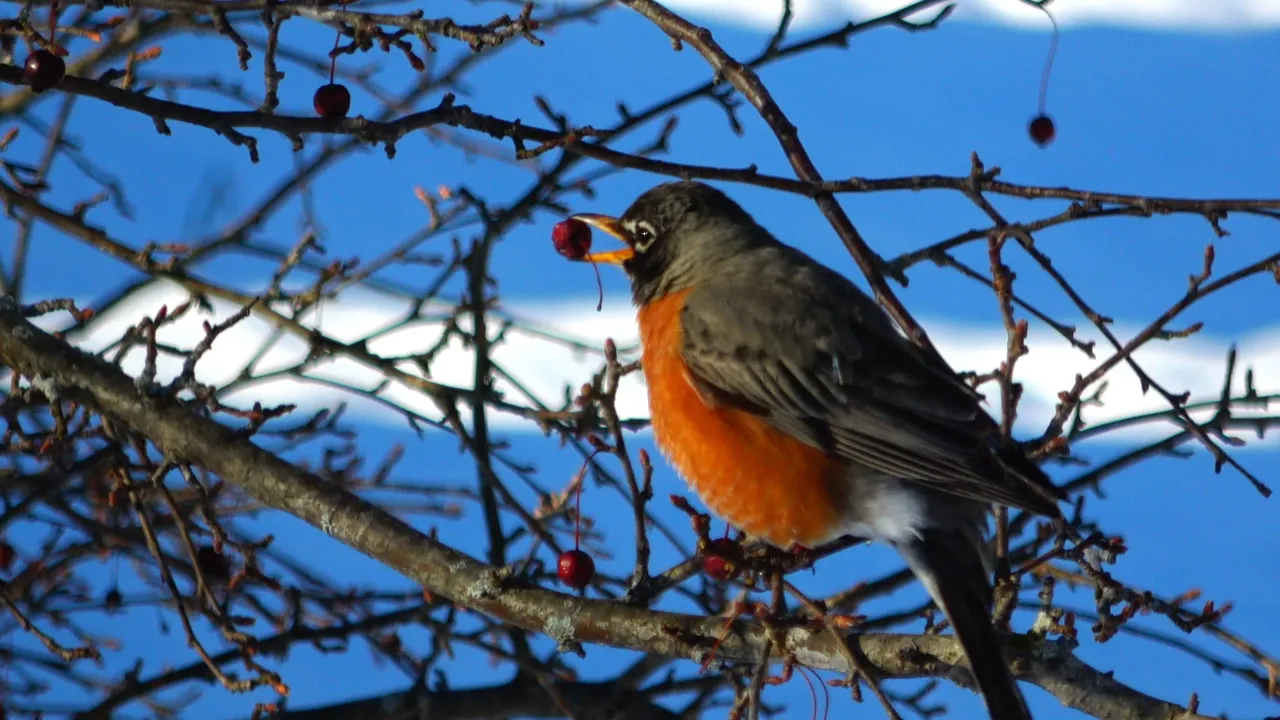 Robin10.JPG