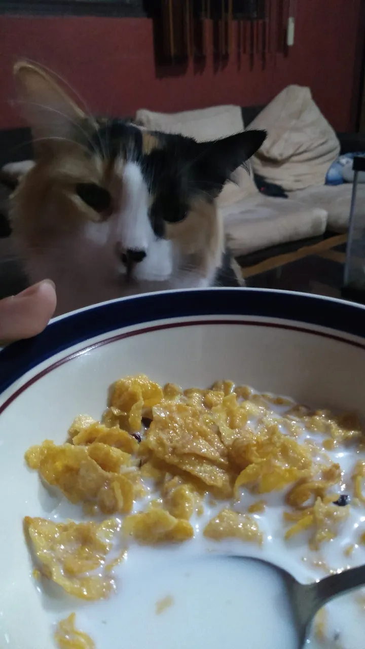 whisky cereal.jpg