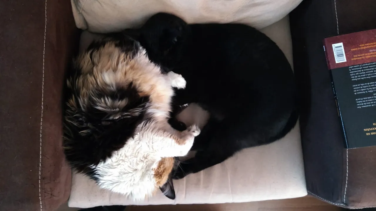 gatas.jpg