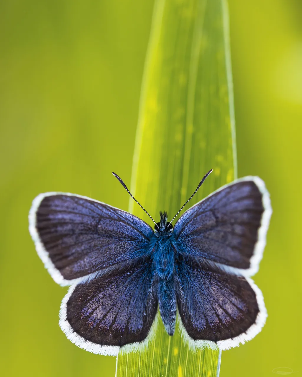 lycaenidae_butterfly.jpeg