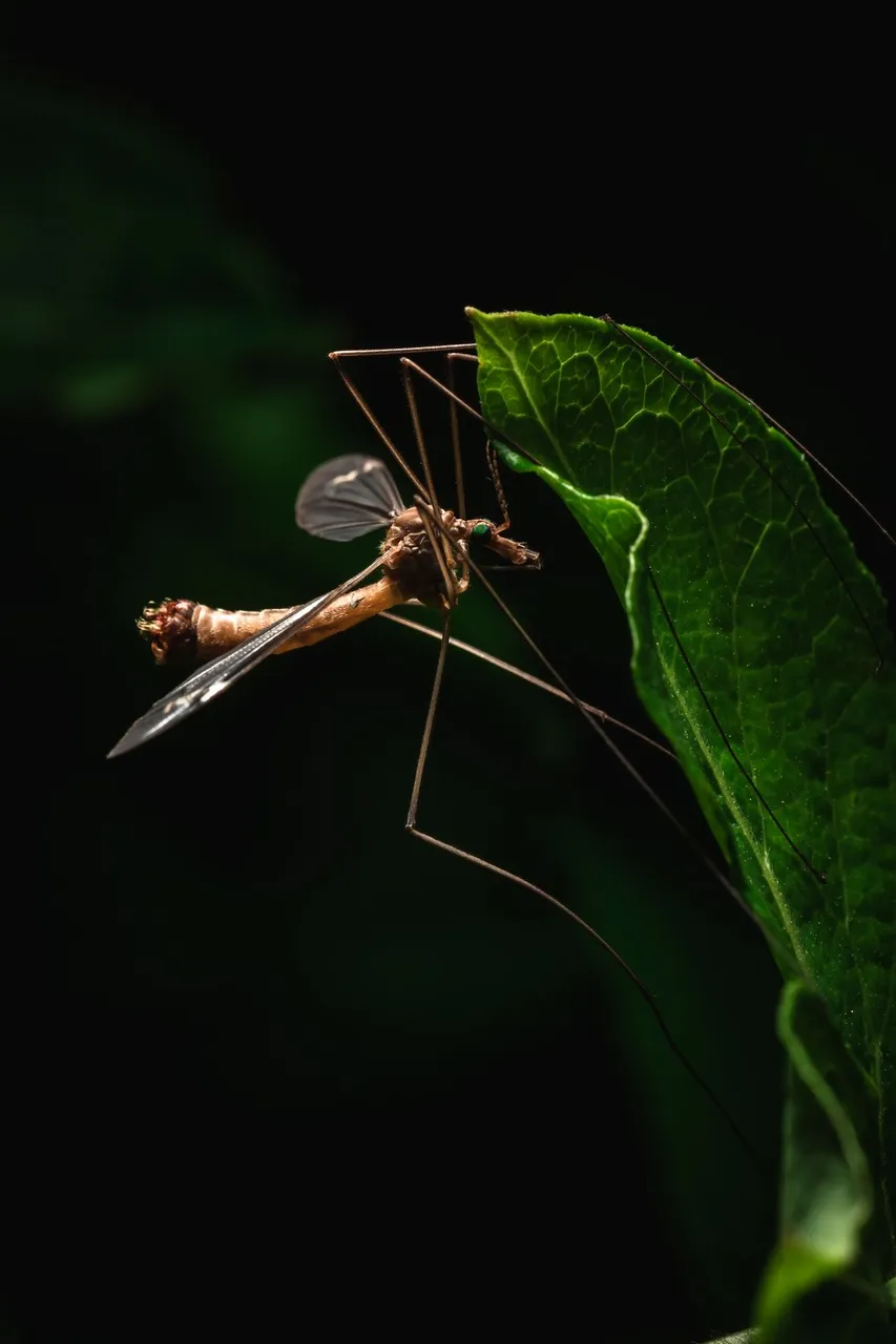 Crane Fly 1.jpg