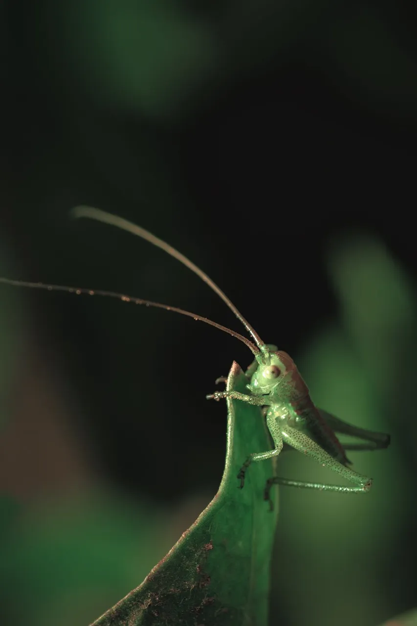 Grasshopper5.jpg