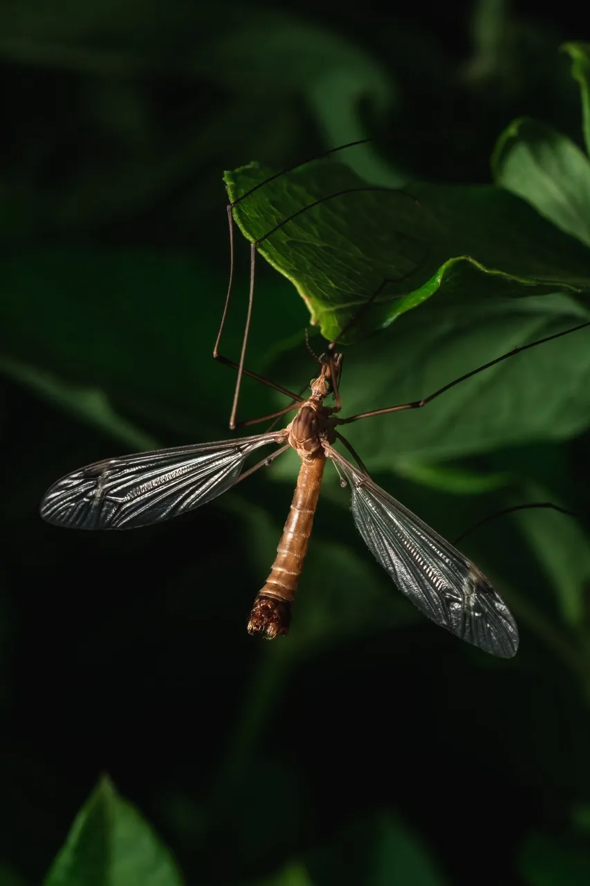 Crane Fly 3.jpg