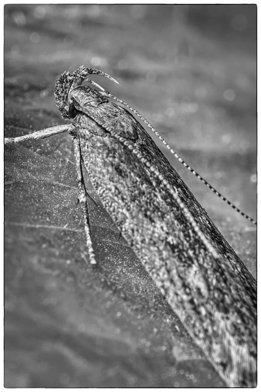 moth 2.jpg