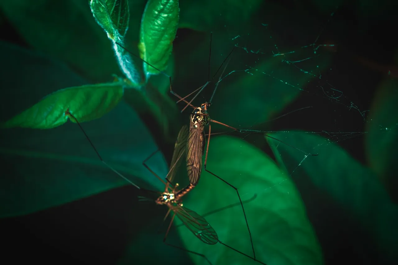 Crane Fly 6.jpg