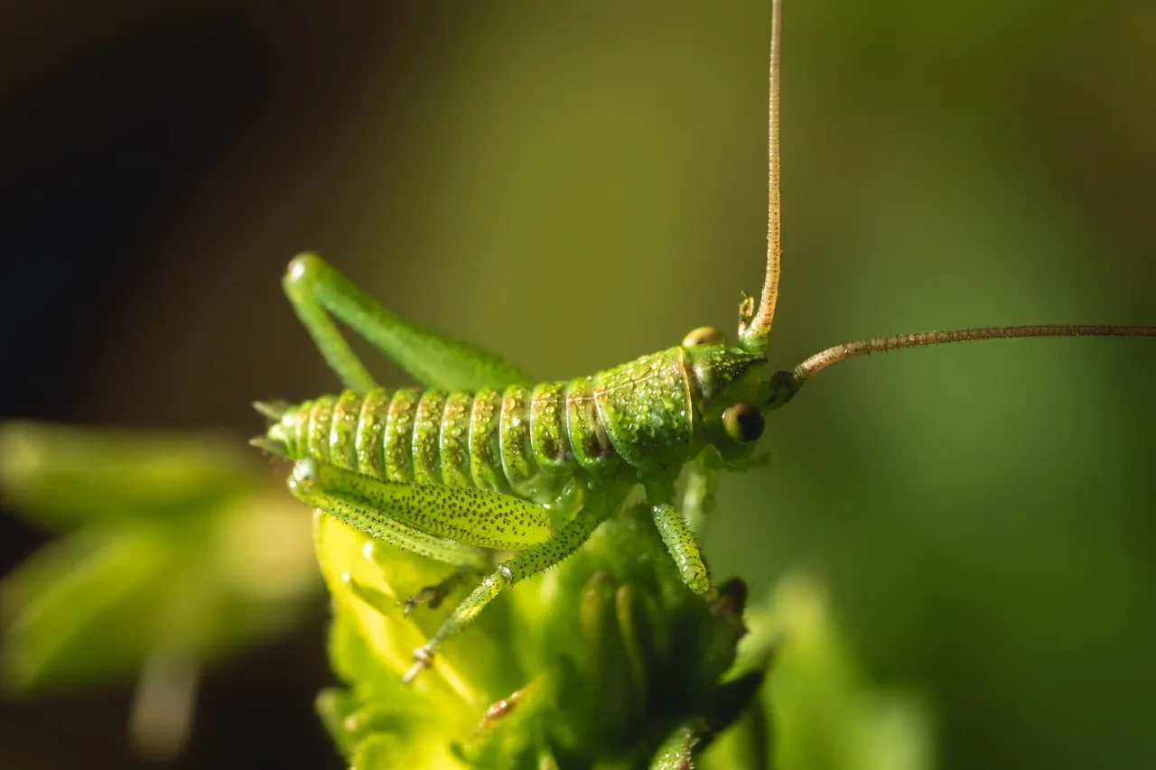 Grasshopper1.jpg