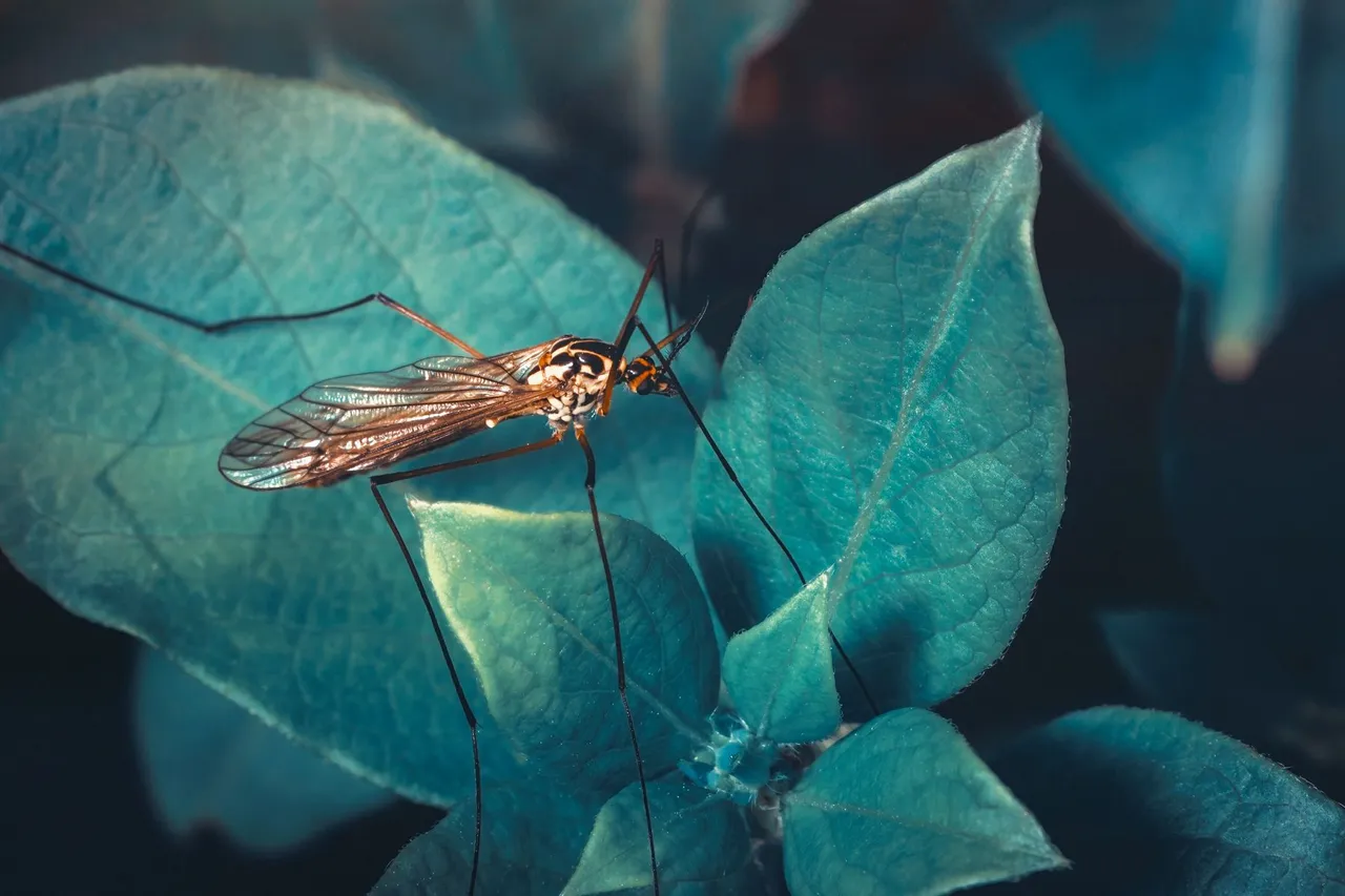 Crane Fly 7.jpg
