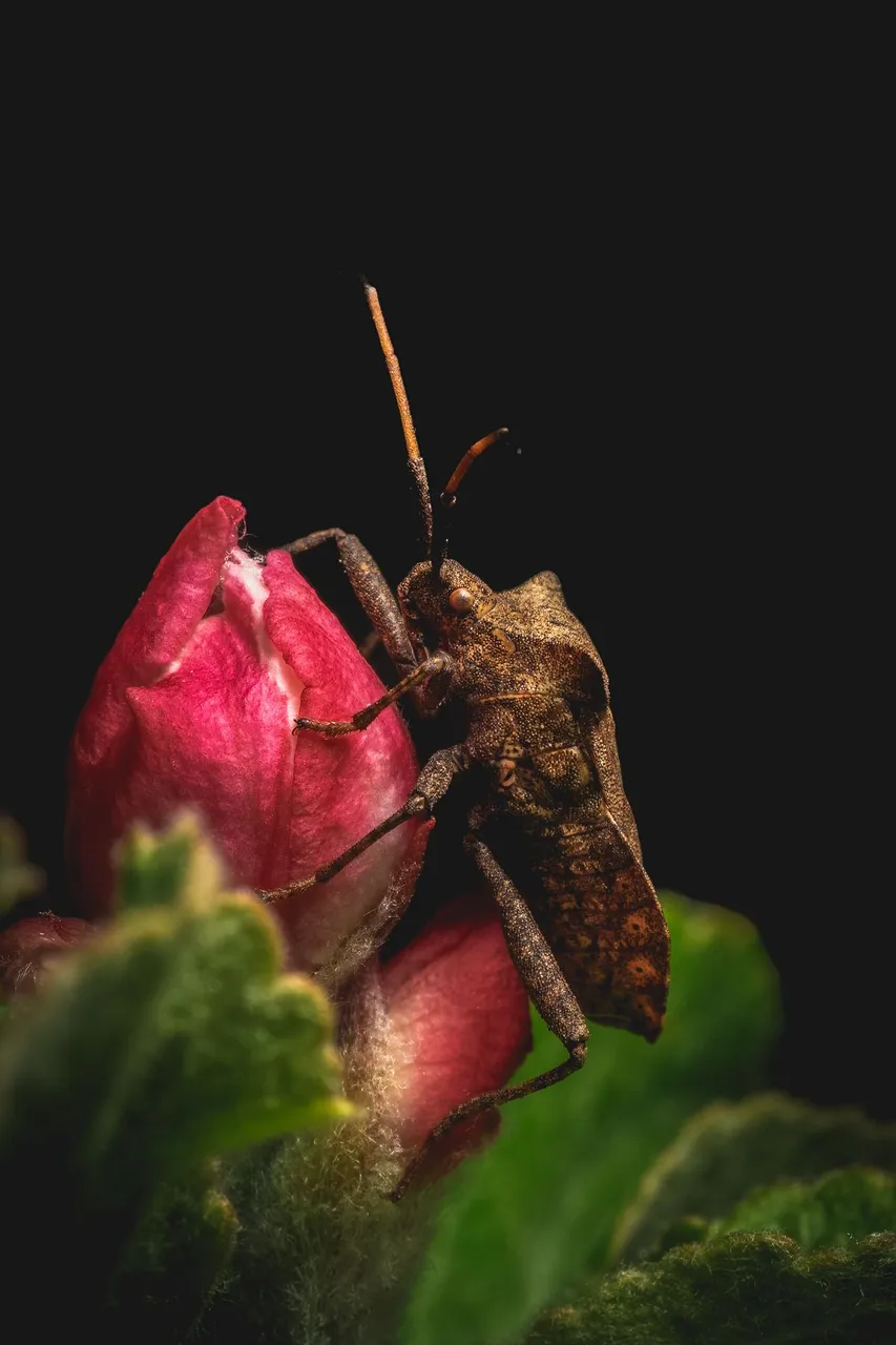 Bug 2.jpg