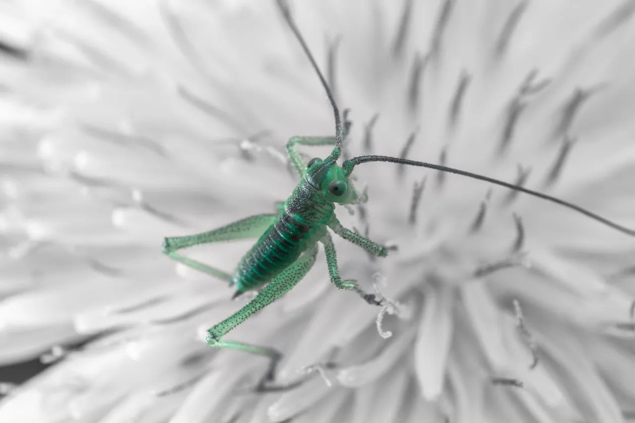 Grasshopper02.jpg