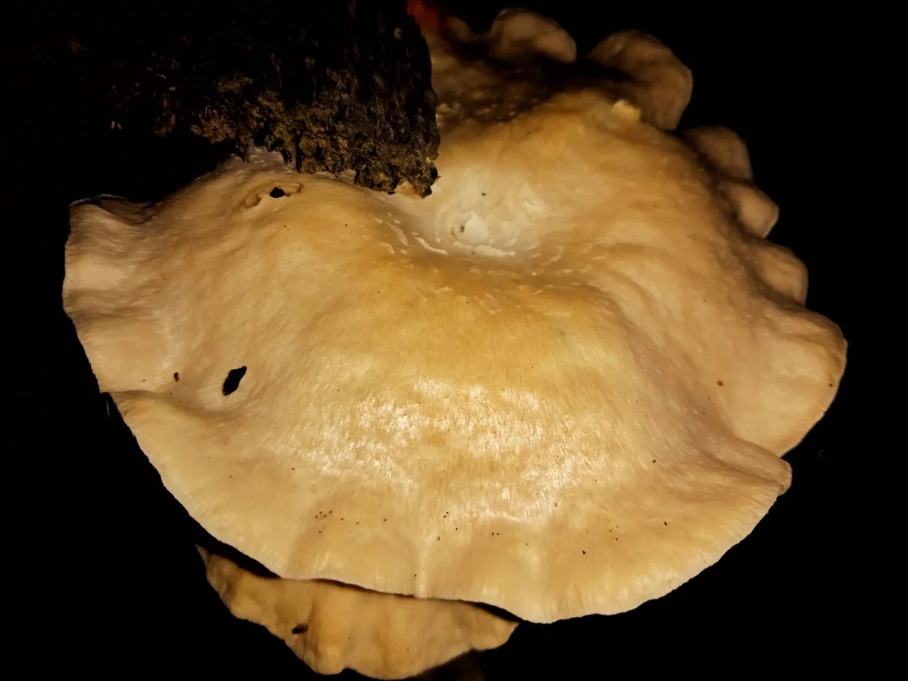 IMG_20211107_204919-01.jpeg