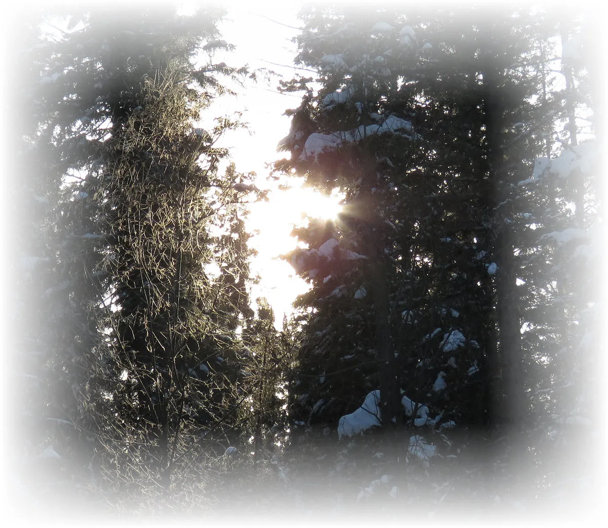 sunlight through spruce hitting frosted poplar branches.JPG