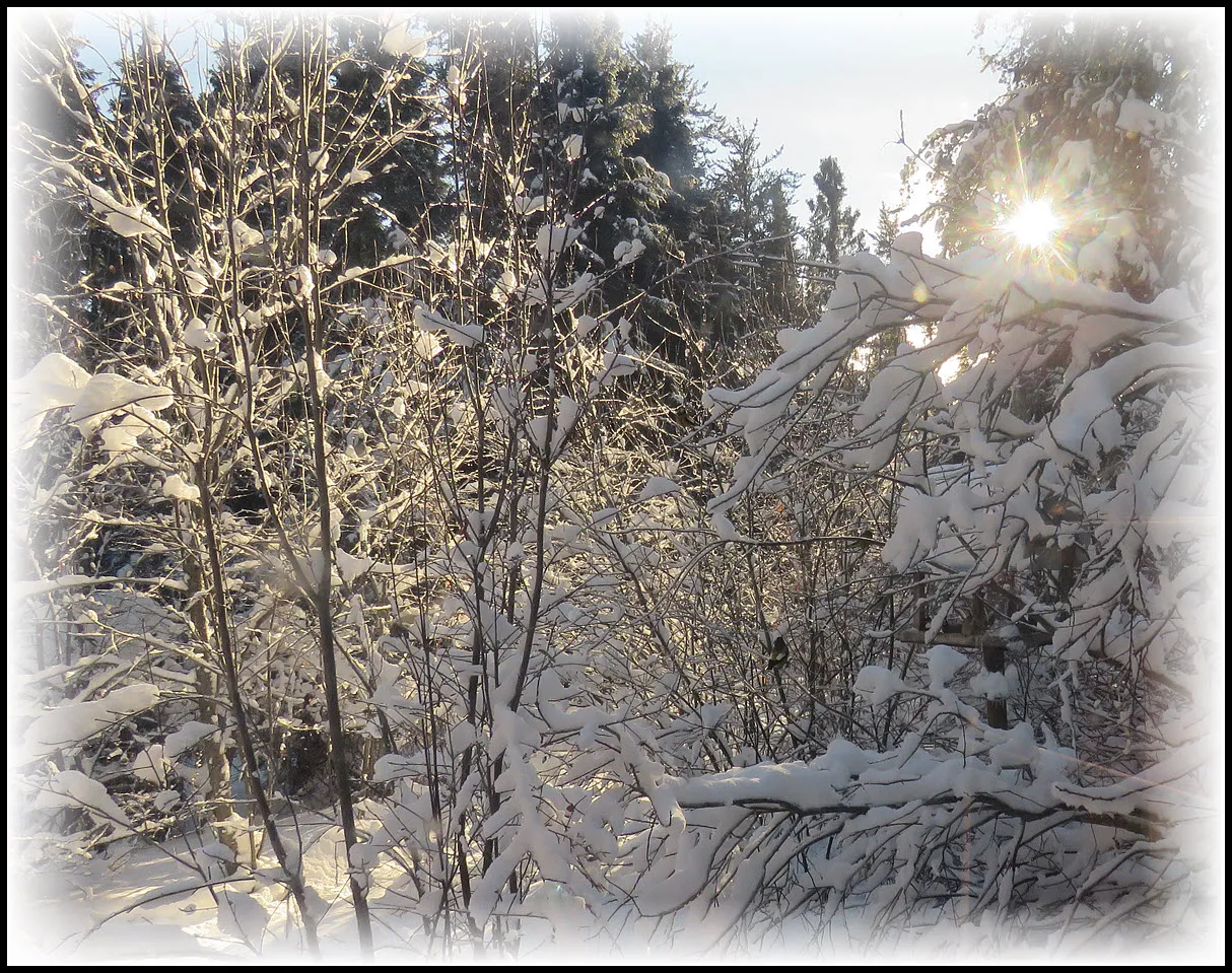sun shining through trees covered with snow by feeder.JPG