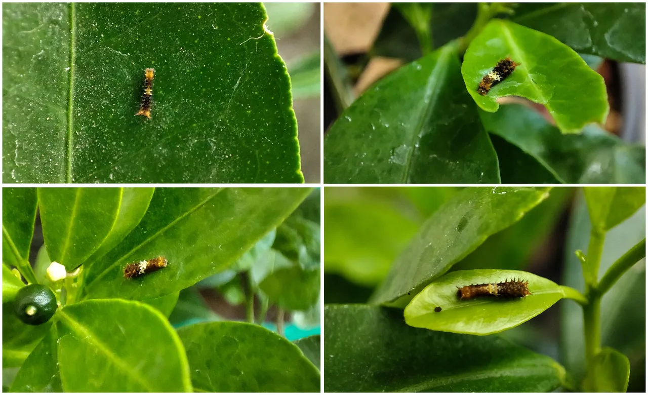 young-catepillar.jpg