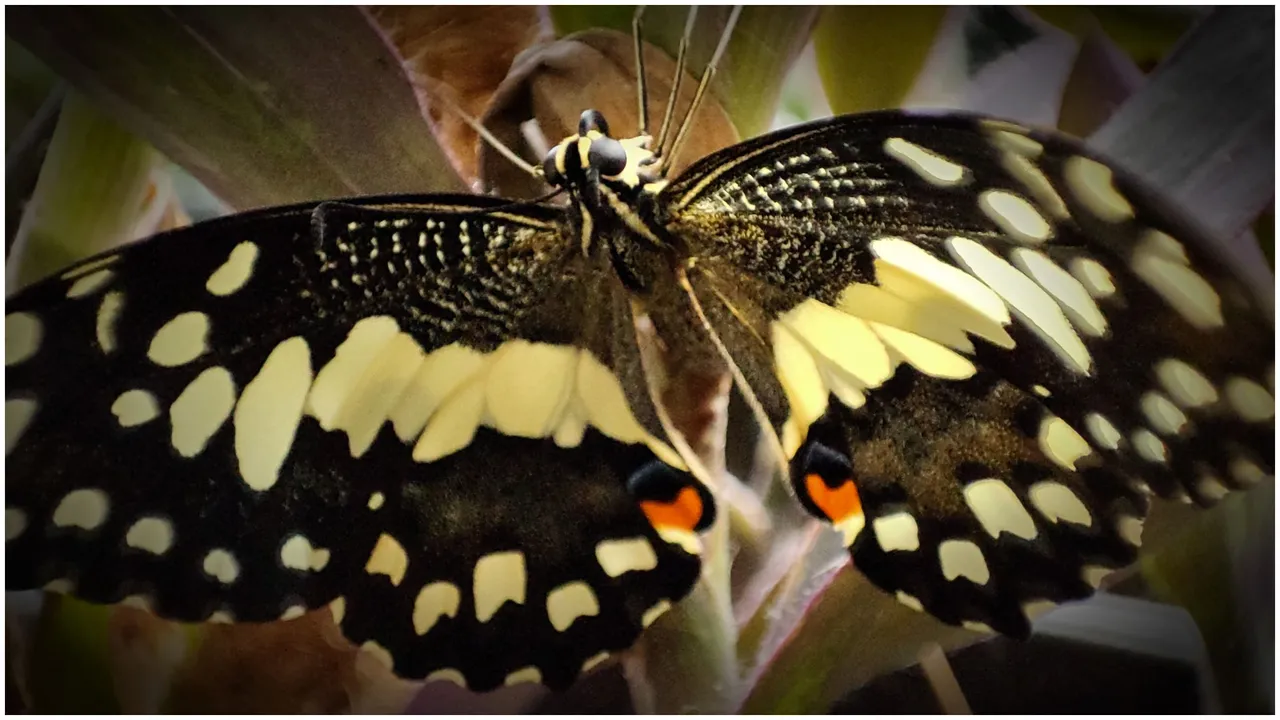 butterfly-tiger.jpg