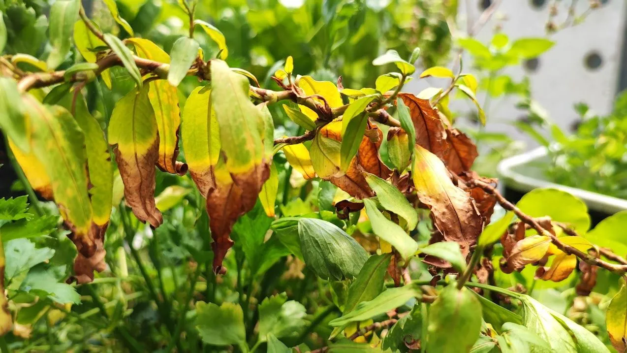 leaves-problem.jpg