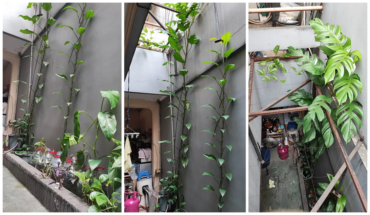 3monstera-min.jpg