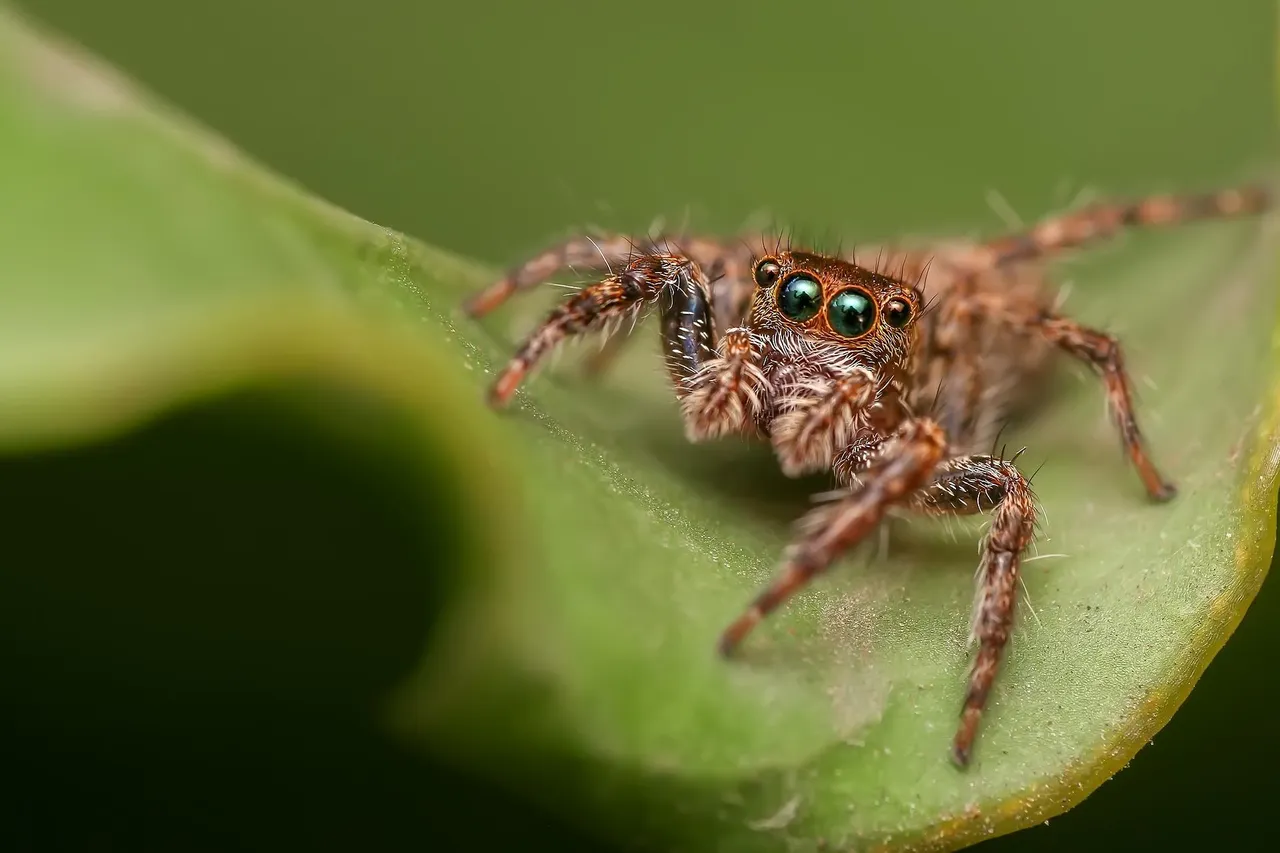 jumping-spider-g0dcba9dda_1920.jpg