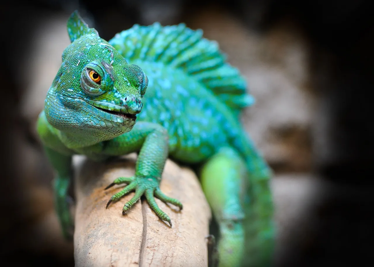 reptile-g2d54ea134_1280.jpg