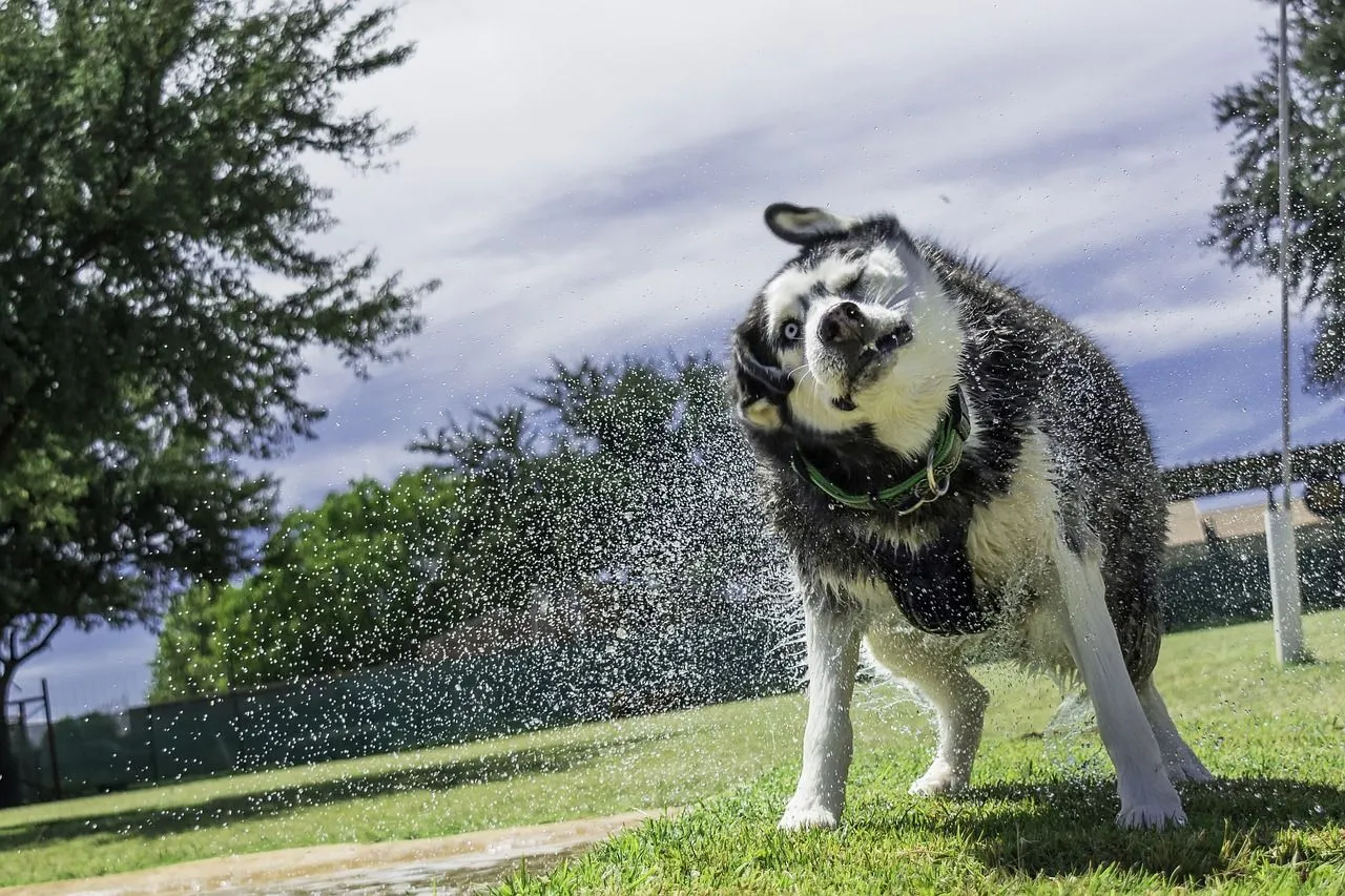 siberian-husky-ge2eb6c904_1280.jpg