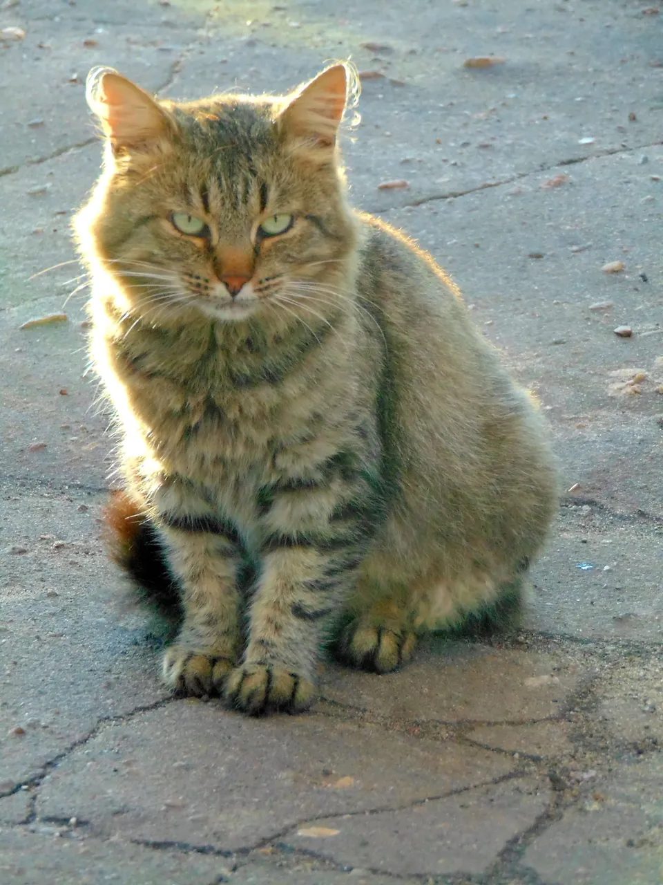DSC00503-.JPG