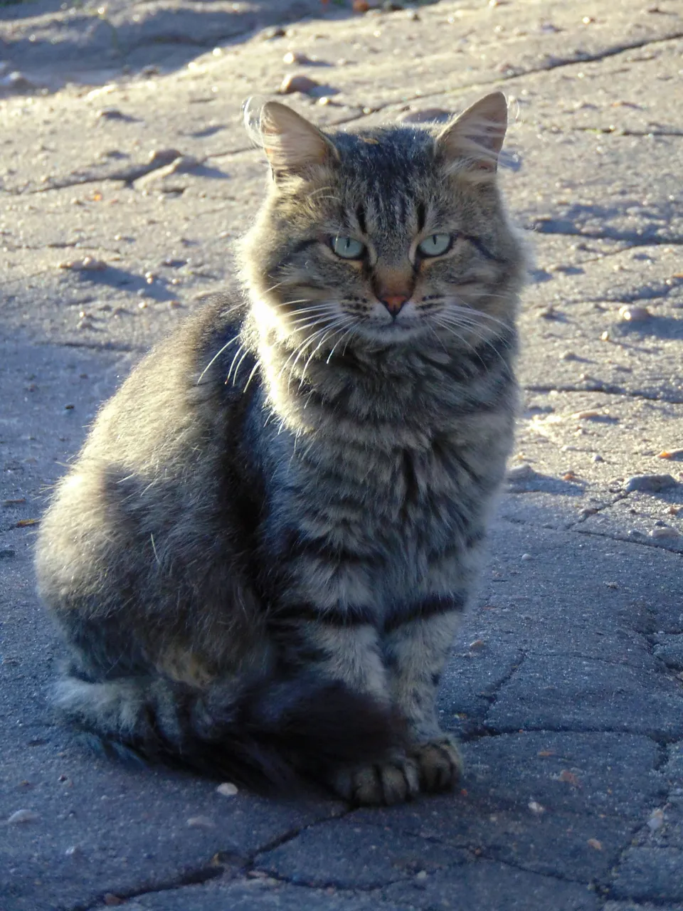 DSC00516-.JPG