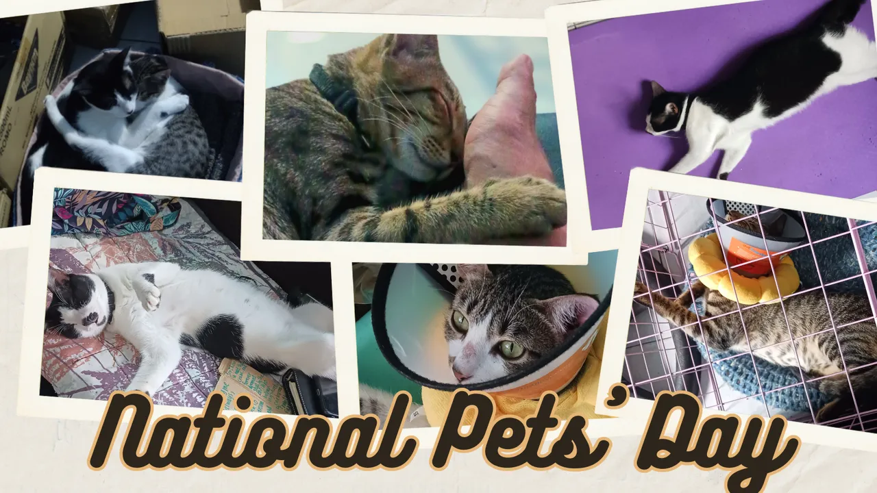 National Pets’ Day.png