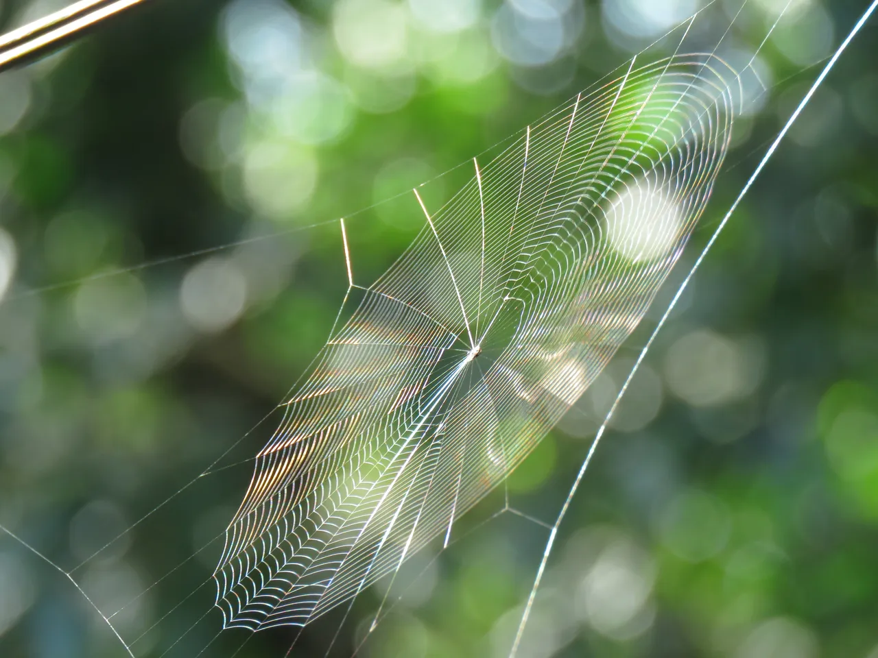 spiders web costa rica.jpg