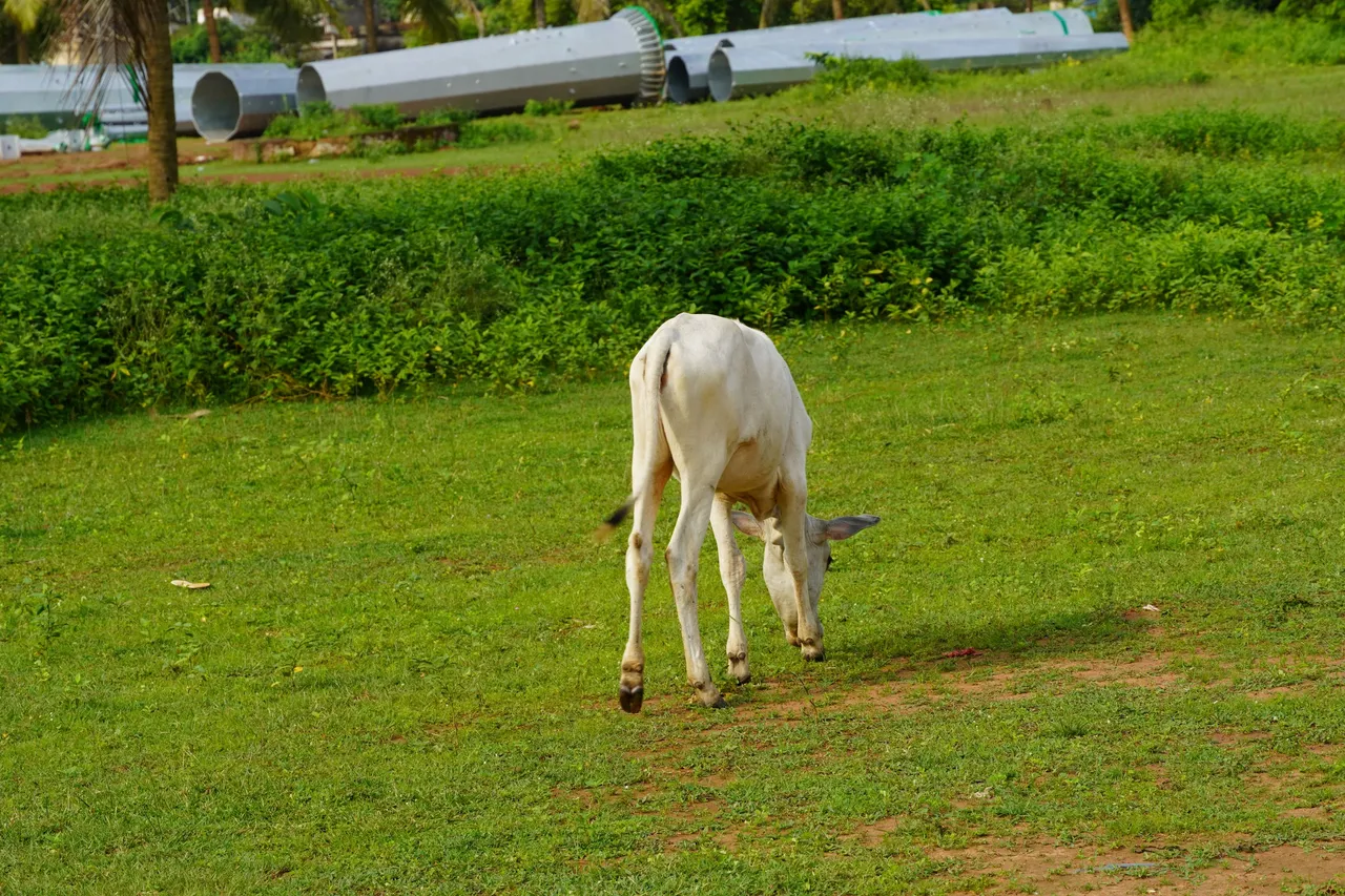 DSC09573.JPG