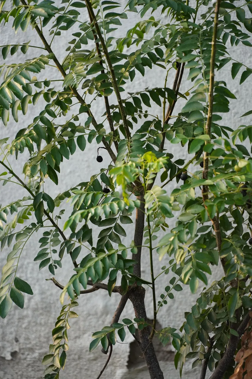 DSC02256.JPG