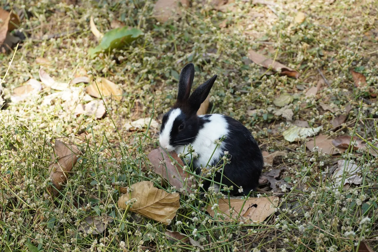DSC06169.JPG